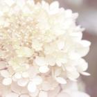 Hydrangea Dream I