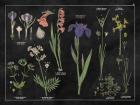 Botanical Floral Chart II Black and White