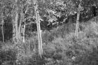 Sunlit Birches I