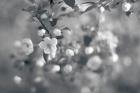 Blush Blossoms I BW