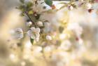 Blush Blossoms I Pastel