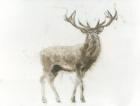 Stag