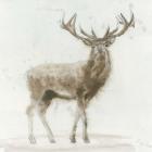 Stag