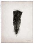 Feather III BW