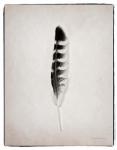 Feather IV BW