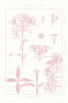 Rose Quartz Phlox on White