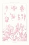 Rose Quartz Rhododendron on White