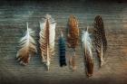 Feather Collection I