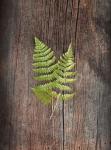 Woodland Fern II