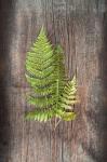 Woodland Fern III