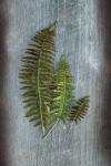 Woodland Fern VI