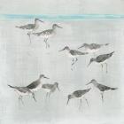 Sandpipers Gray