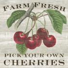 Farm Fresh Cherries I