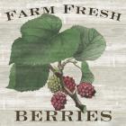 Farm Fresh Berries I