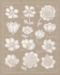 Anemone Plate I