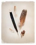 Feather Group II