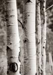 Aspens I