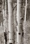 Aspens II