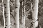 Aspens  IV