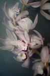 Dark Orchid I