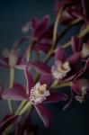 Dark Orchid III