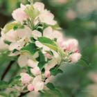 Apple Blossoms II