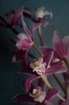 Dark Orchid IV