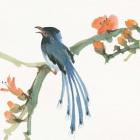 Formosan Blue Magpie