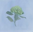 Blue Hydrangea I