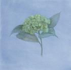 Blue Hydrangea II