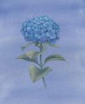 Blue Hydrangea III