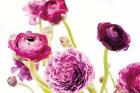 Spring Ranunculus IV