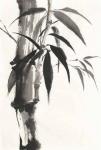 Sumi Bamboo