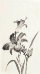 Sumi Daylily I