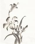 Sumi Daylily II