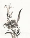 Sumi Daylily III