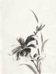 Sumi Daylily IV