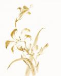 Sumi Daylily II Gold