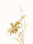 Sumi Daylily IV Gold