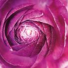 Ranunculus Abstract I Color