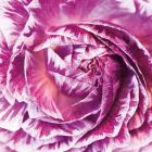 Ranunculus Abstract IV Color