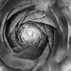 Ranunculus Abstract I BW