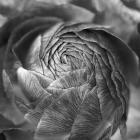 Ranunculus Abstract II BW