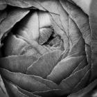 Ranunculus Abstract III BW