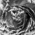 Ranunculus Abstract IV BW