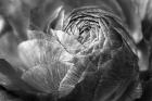 Ranunculus Abstract V BW