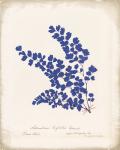 Botanical Fern III Blue Aged