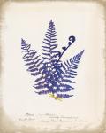 Botanical Fern IV Blue