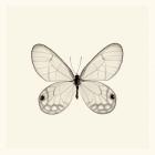 Butterfly I