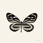 Butterfly VIII